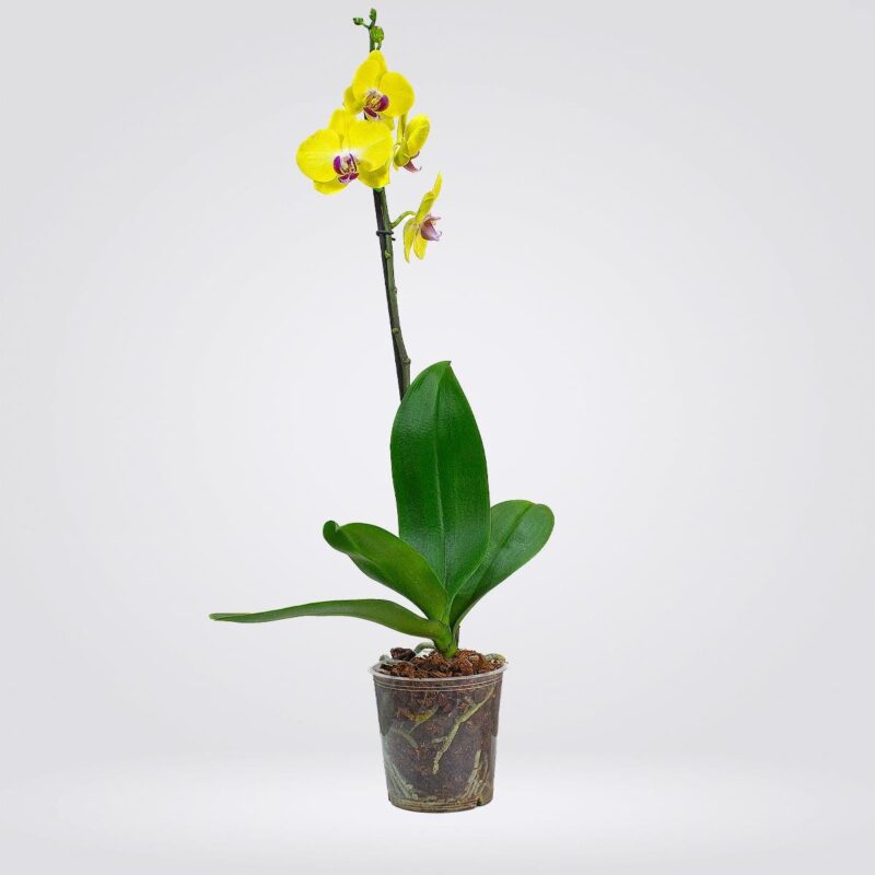 Orquídeas Grande 1 espiga