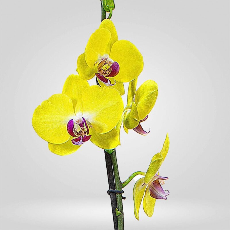 Orquídeas Grande 1 espiga - Image 2