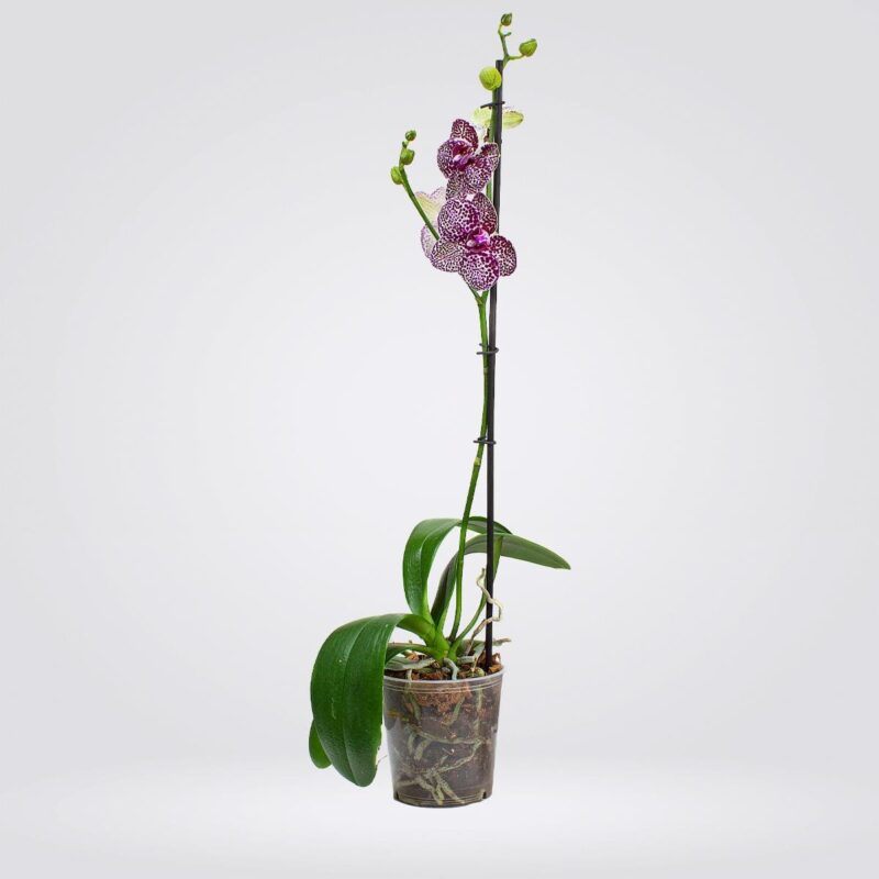 Orquídea Grande 1 espiga Exótica