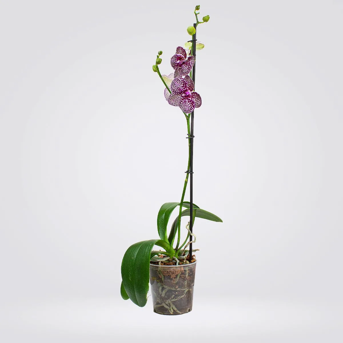 Orquídea Grande 1 espiga Exótica