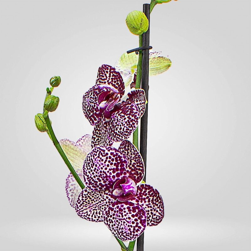 Orquídea Grande 1 espiga Exótica - Image 2