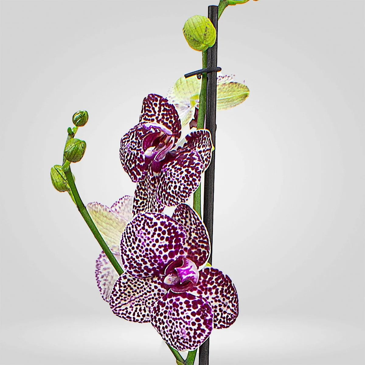 Orquídea Grande 1 espiga Exótica - Image 2