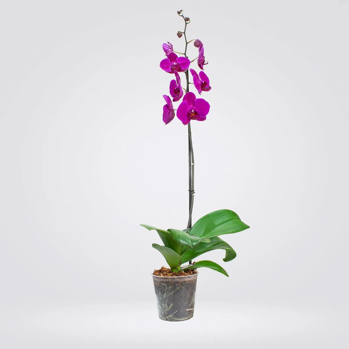 Orquídea Grande 1 espiga Morada