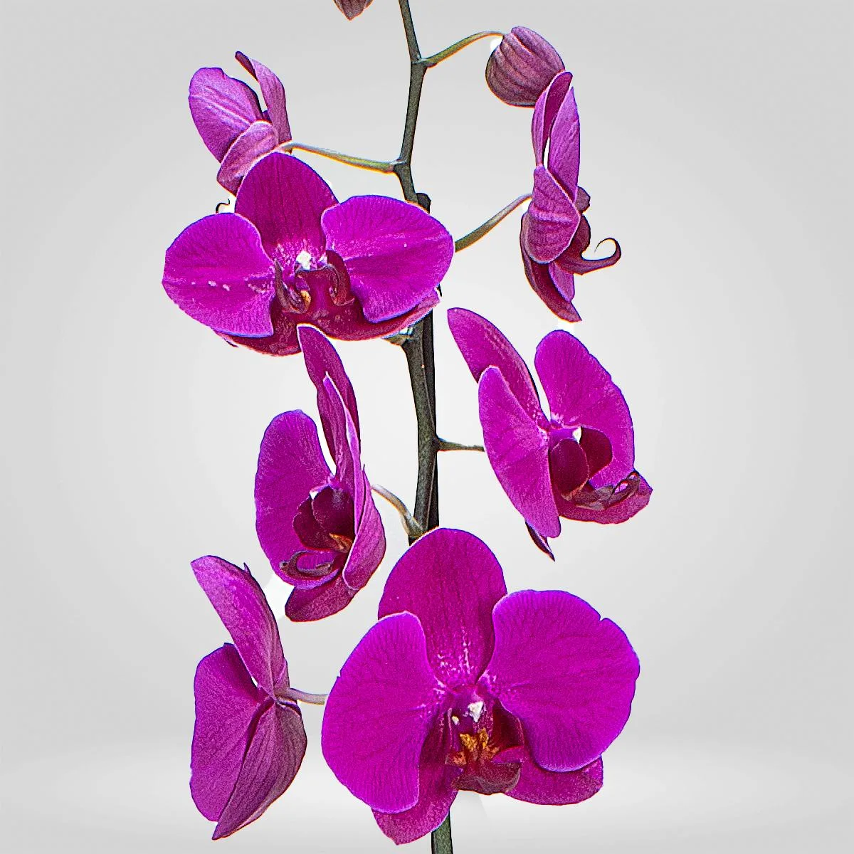 Orquídea Grande 1 espiga Morada - Image 2