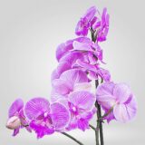 Orquídea Grande 1 espiga Rosada - Image 2