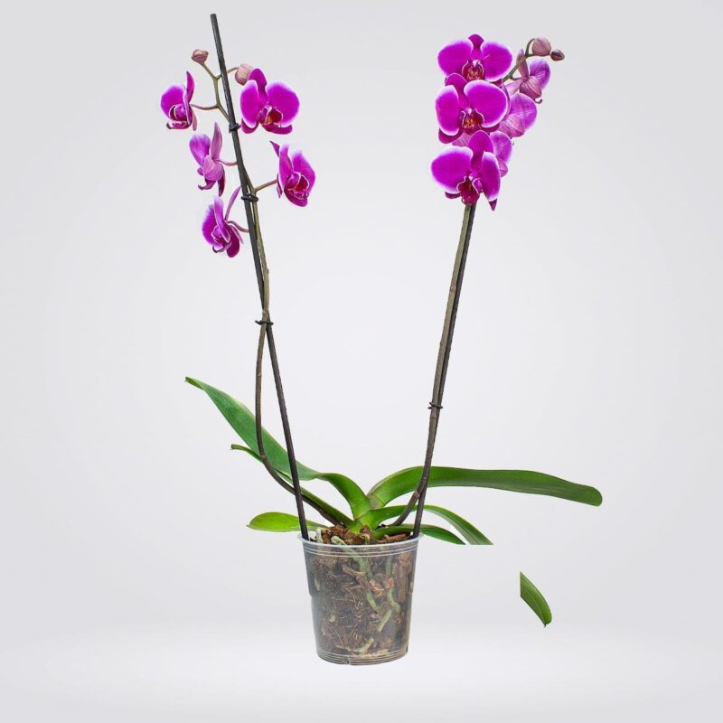 Orquídea Grande 2 espigas Tonos Morados
