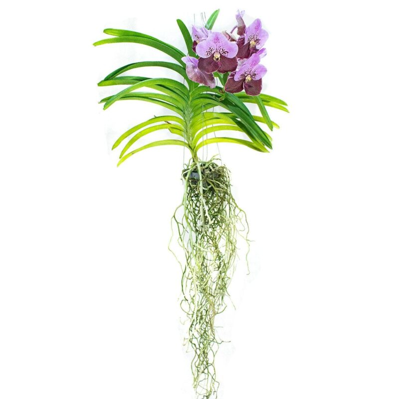 Orquídea Vanda
