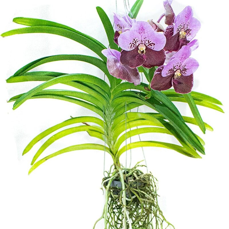 Orquídea Vanda - Image 2