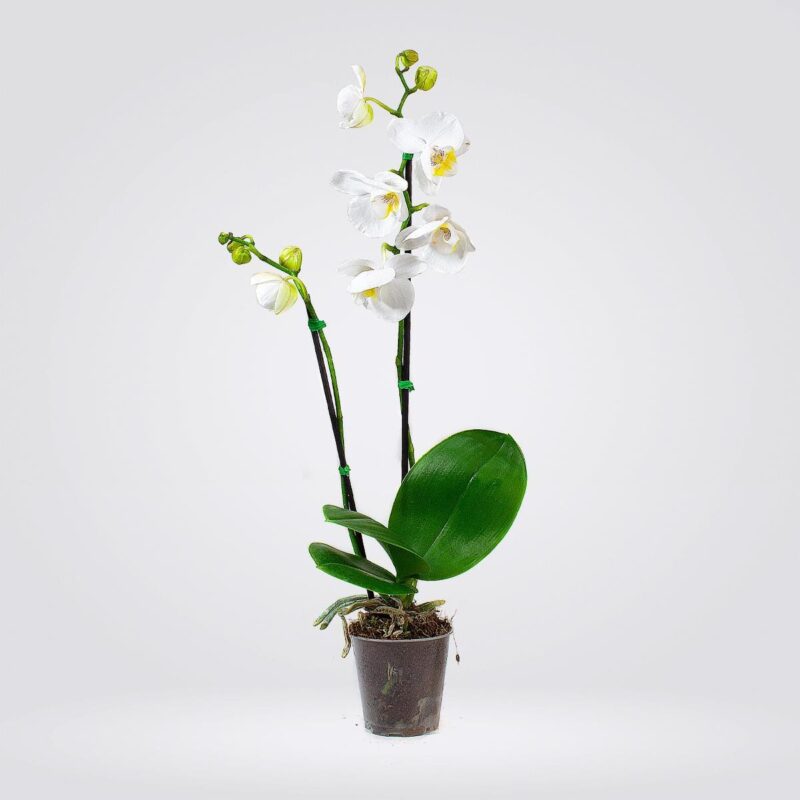 Orquídea  Mini Blanca. 2 espigas
