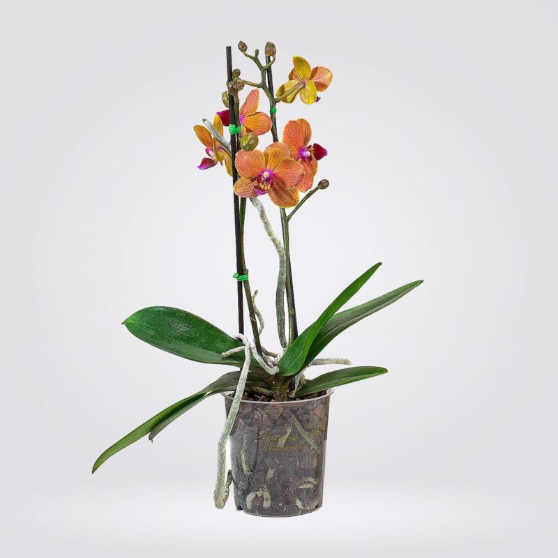 Orquídea Multiflori mediana Naranja