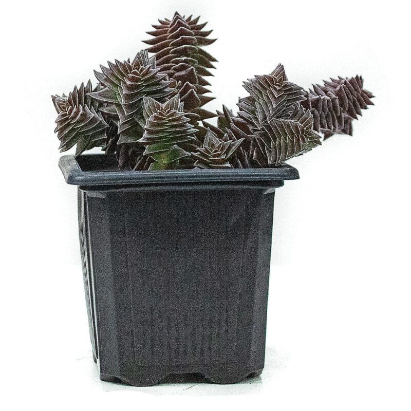 Suculenta * - Image 2