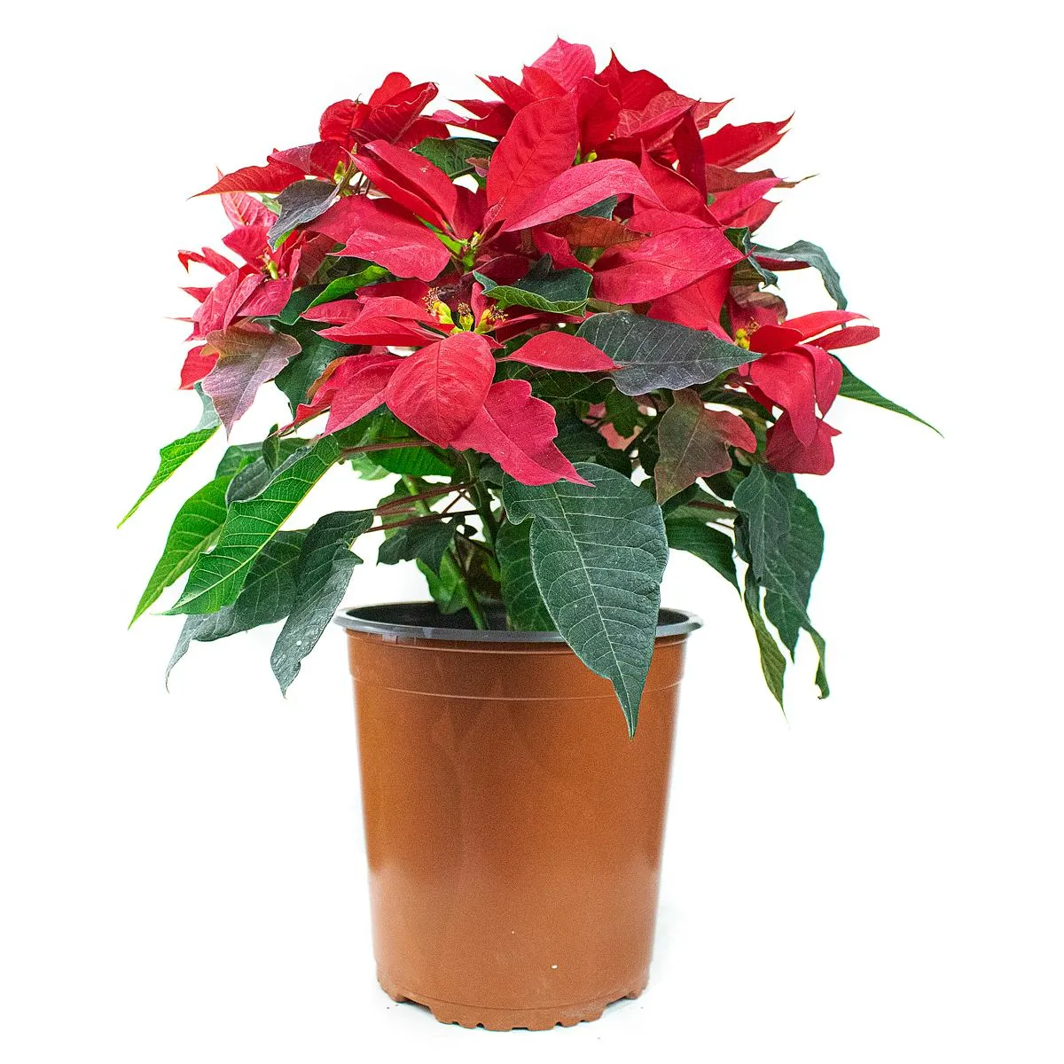Poinsettia - Flor de Navidad - Image 2