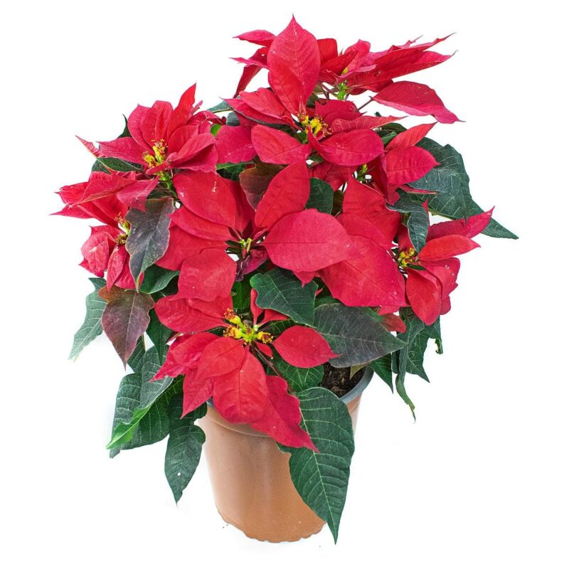 Poinsettia - Flor de Navidad