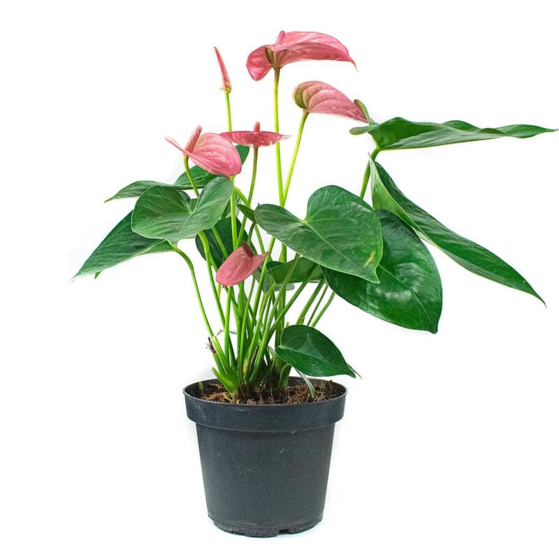 Anturio Mini - Rosado
