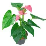 Anturio