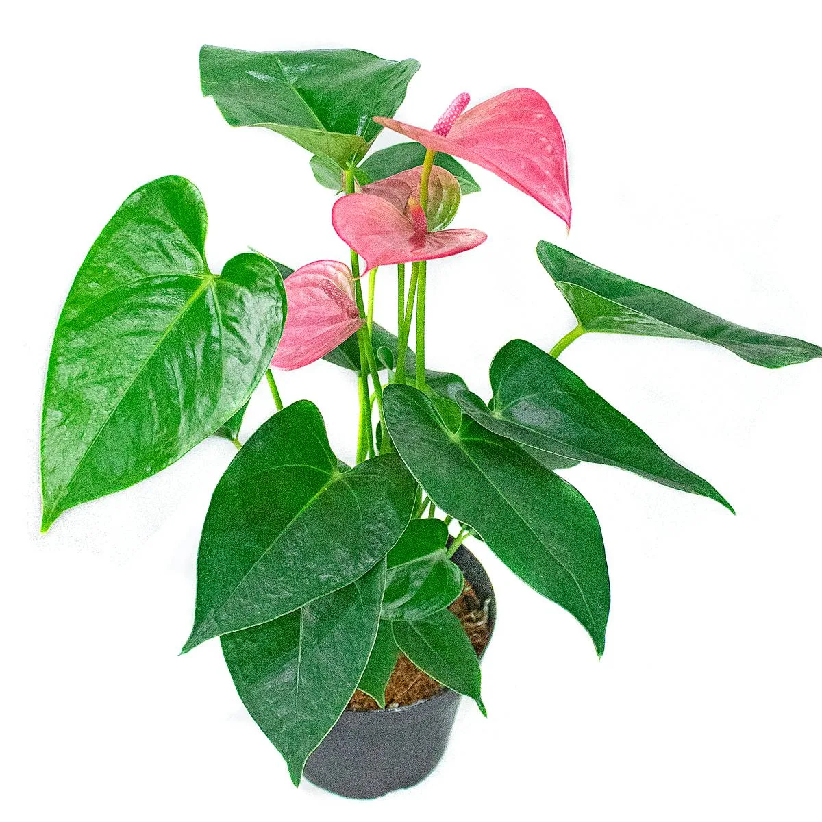 Anturio