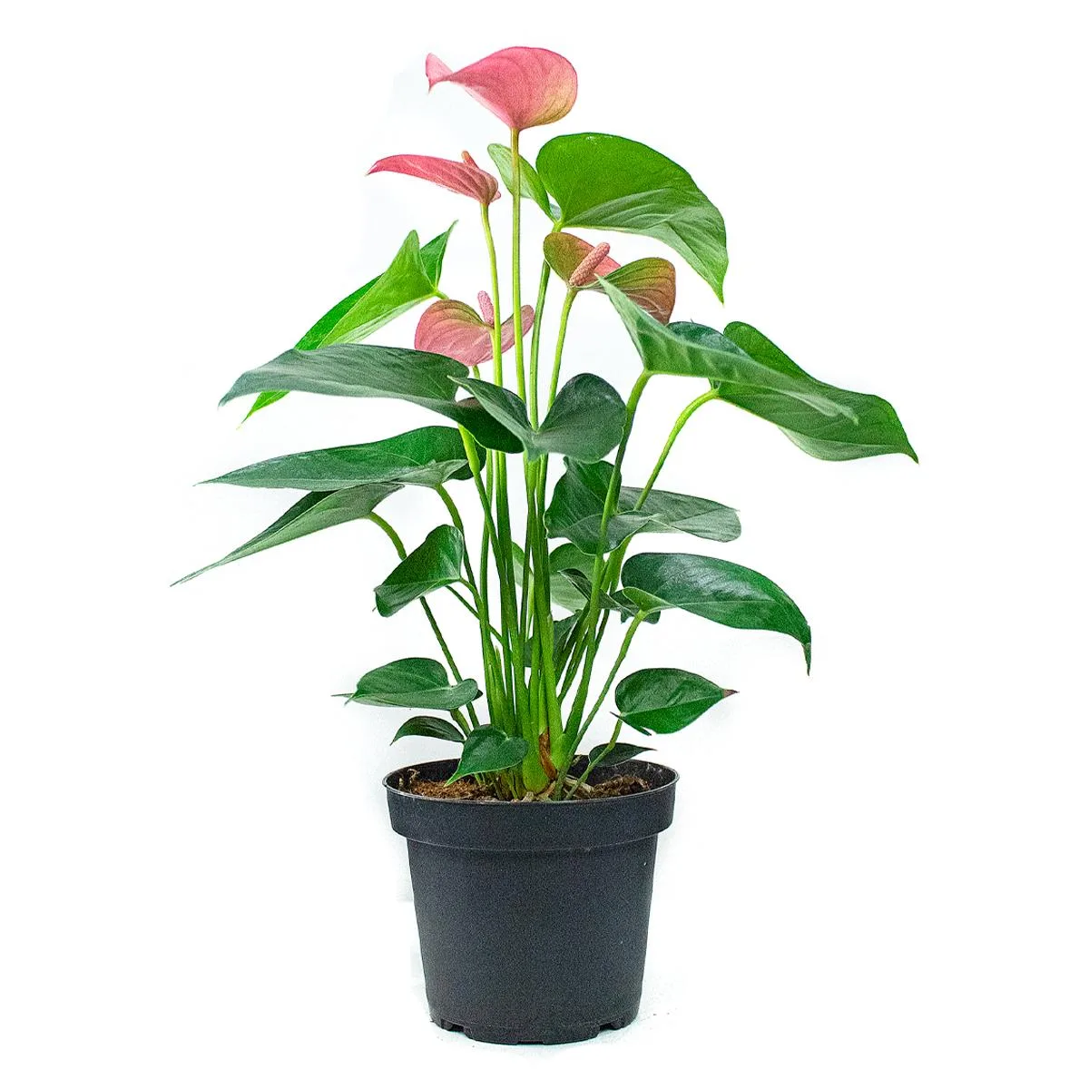 Anturio - Image 2