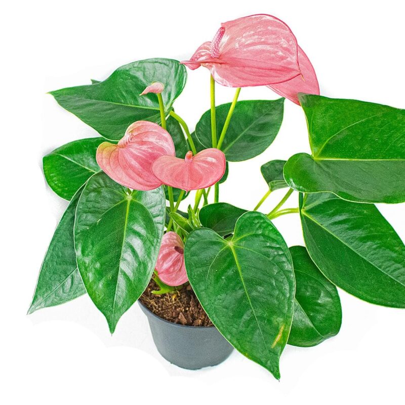 Anturio - Image 3