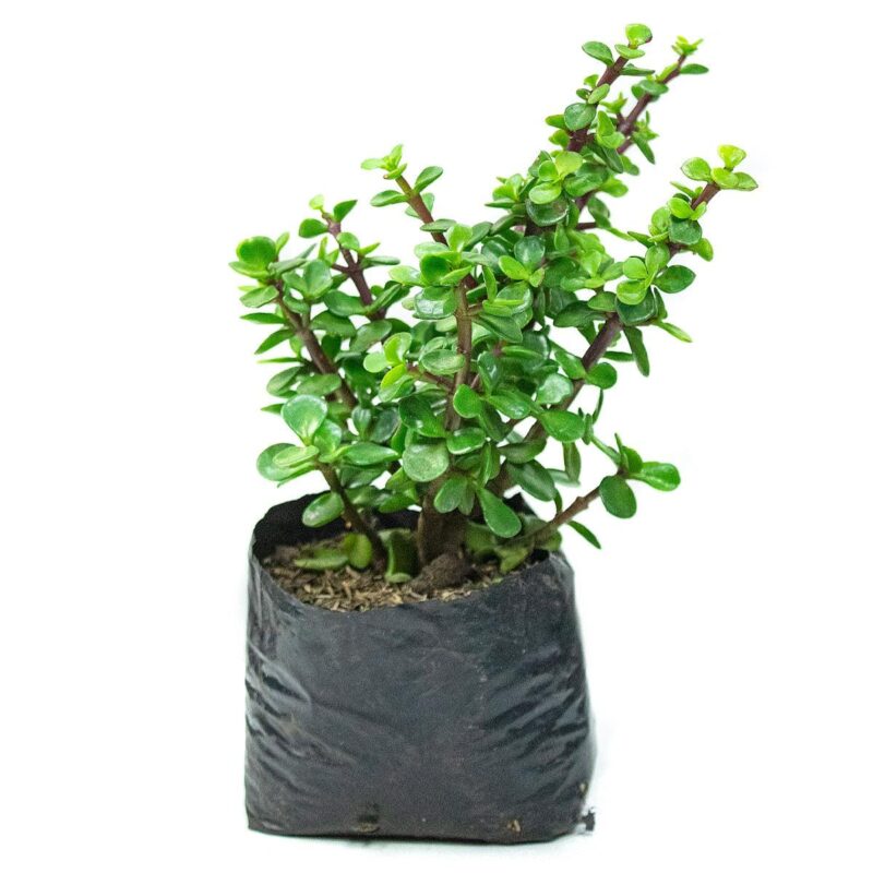 Jade