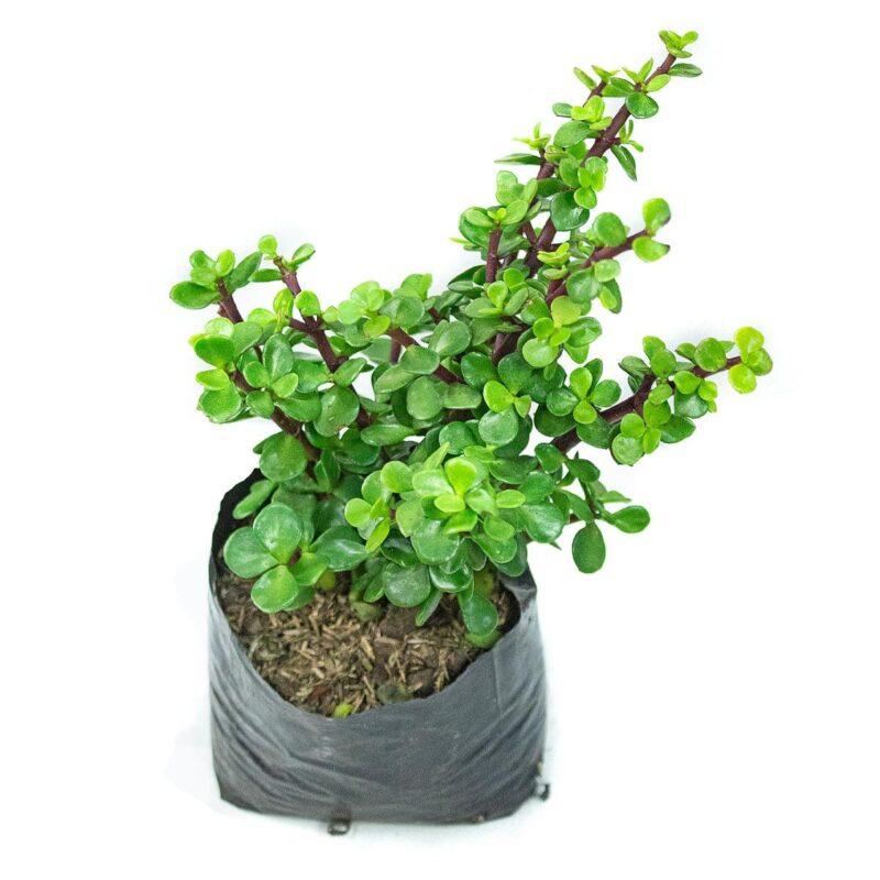 Jade - Image 2