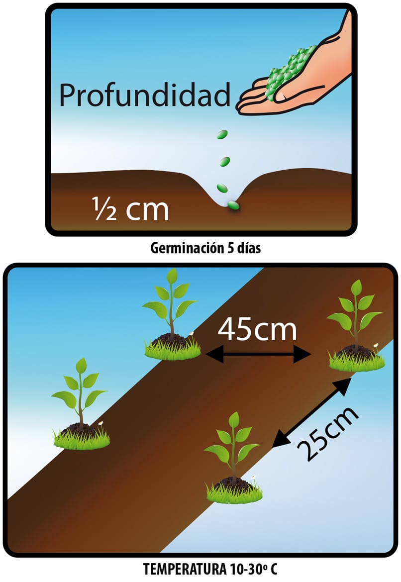LECHUGA BLACK SIMPSON - Image 2