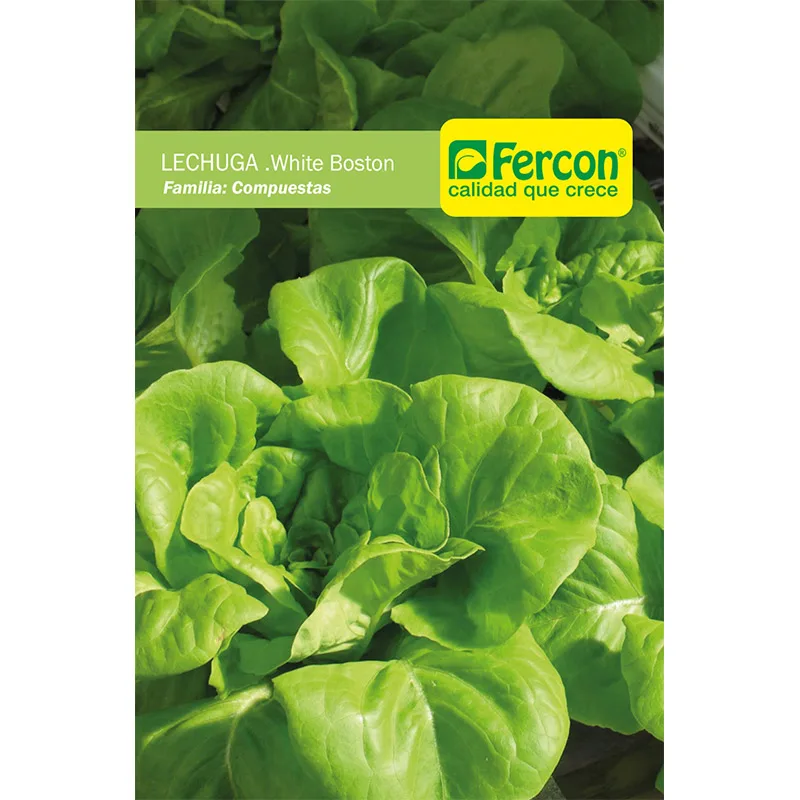 LECHUGA WHITE BOSTON