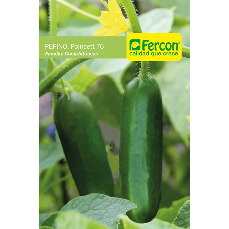 PEPINO COHOMBRO