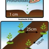 PEREJIL RIZADO - Image 2
