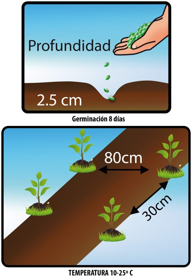 ARVEJA PEQUINEGRA - Image 2