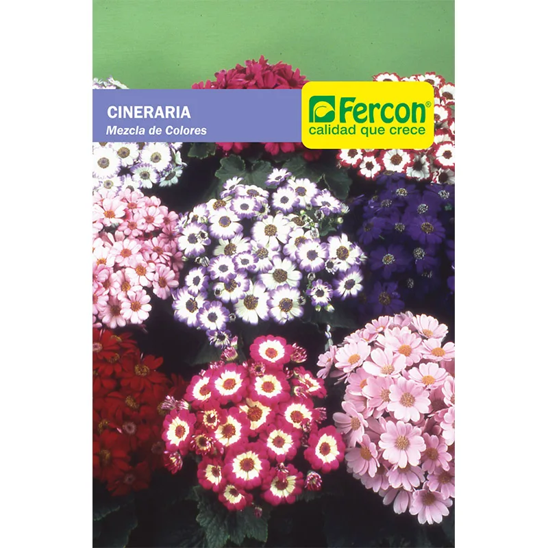 CINERARIA MEZCLA DE COLORES    5510
