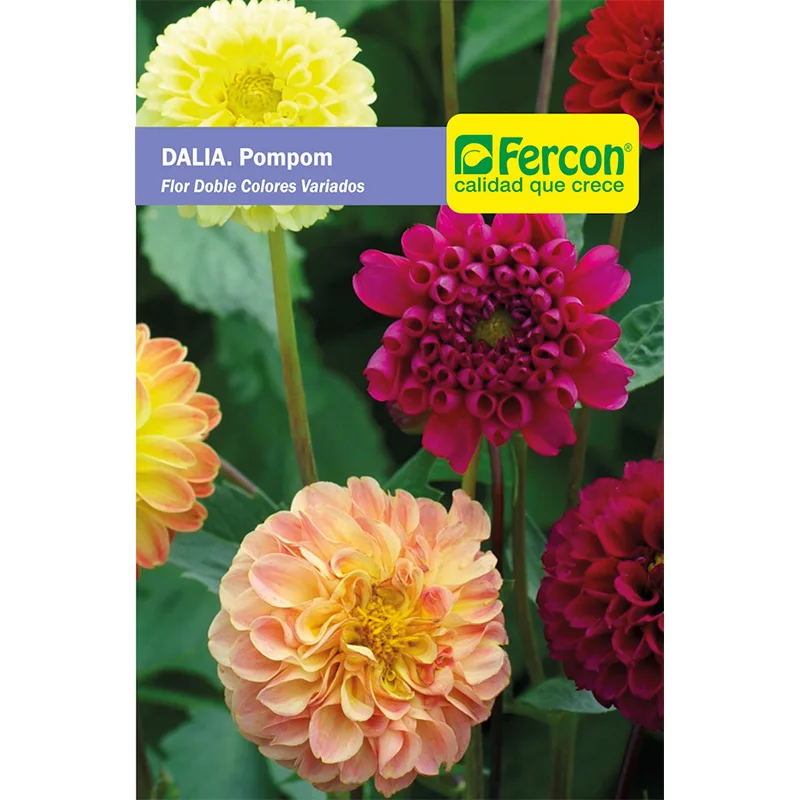 DALIA POMPOM DOBLE VARIADA     5575