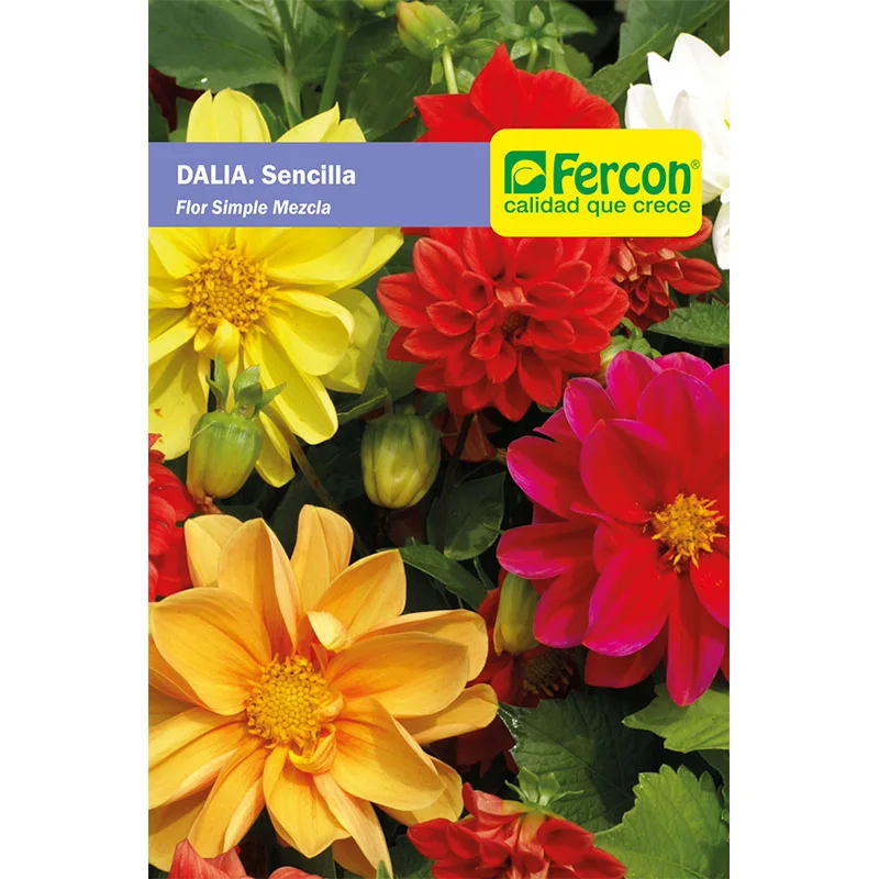 DALIA SENCILLA ENANA           5590