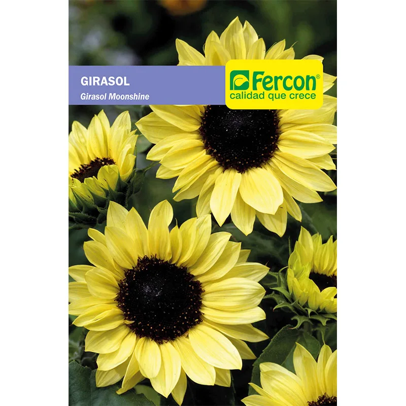 GIRASOL GIGANTE AMARILLO MOONSHINE 5861