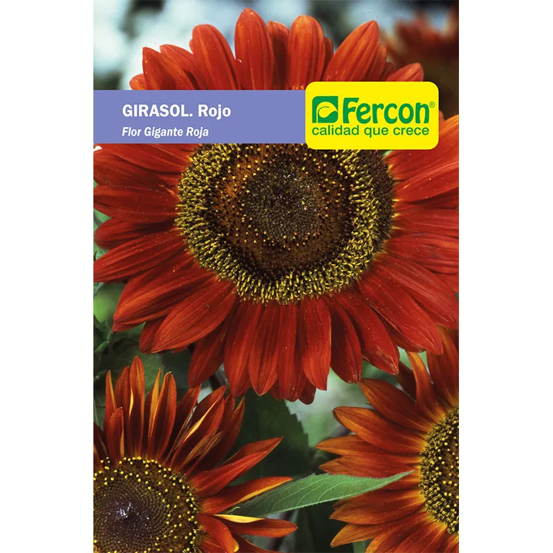 GIRASOL FLOR GIGANTE ROJA      5865