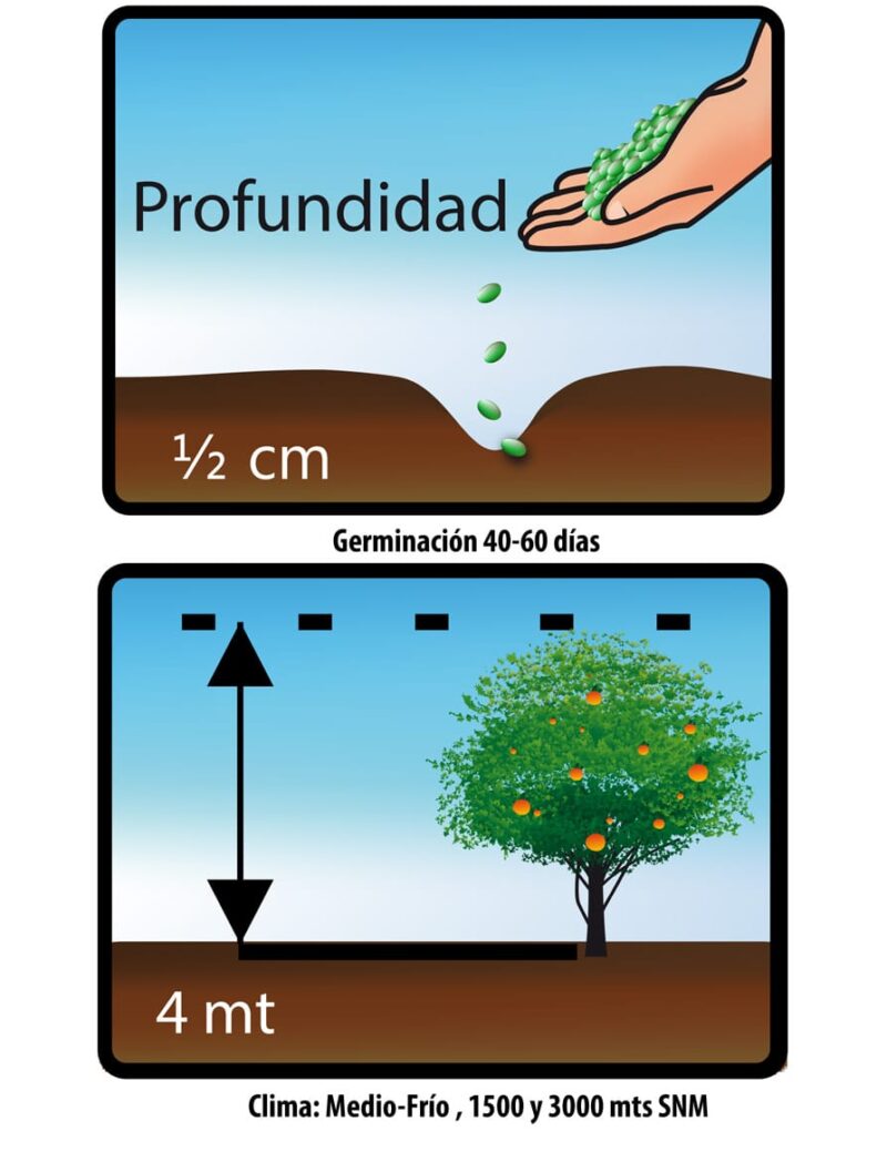 TOMATE DE ARBOL - Image 2