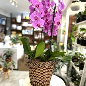 Arreglo 4x Orquídeas  una espiga en Rattan de Exterior