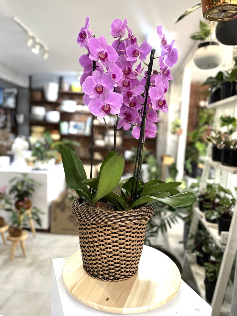 Arreglo 4x Orquídeas  una espiga en Rattan de Exterior