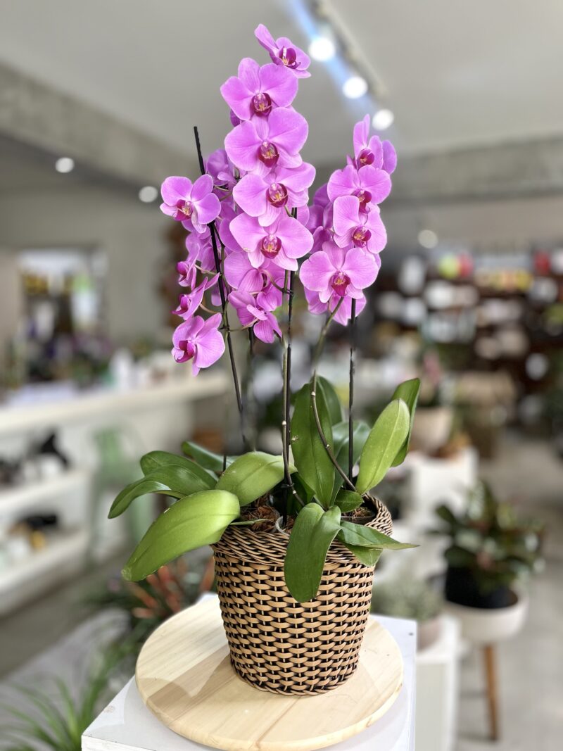 Arreglo 4x Orquídeas  una espiga en Rattan de Exterior - Image 2
