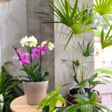 Multiflora - Mujer enigmática