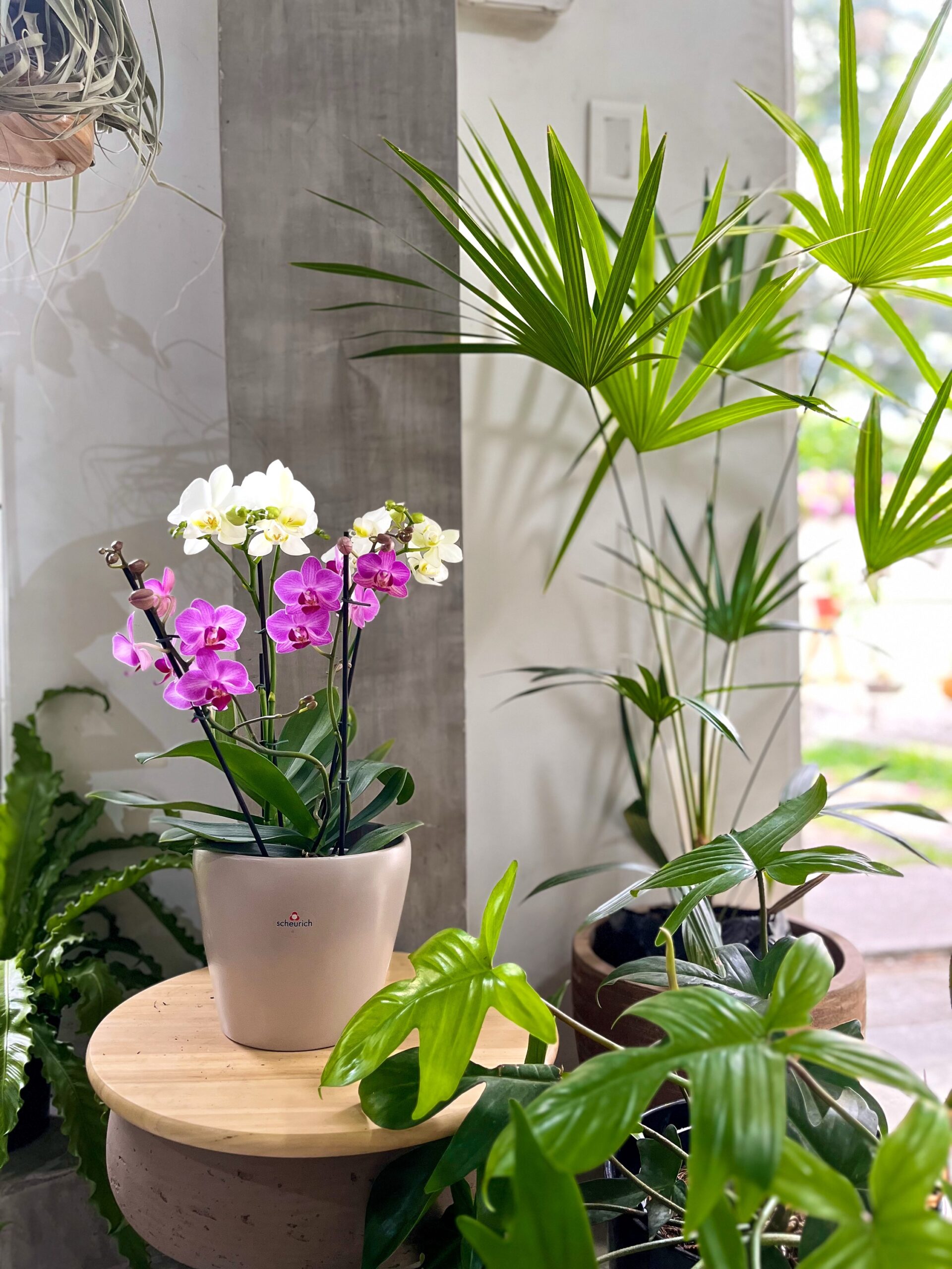 Multiflora - Mujer enigmática