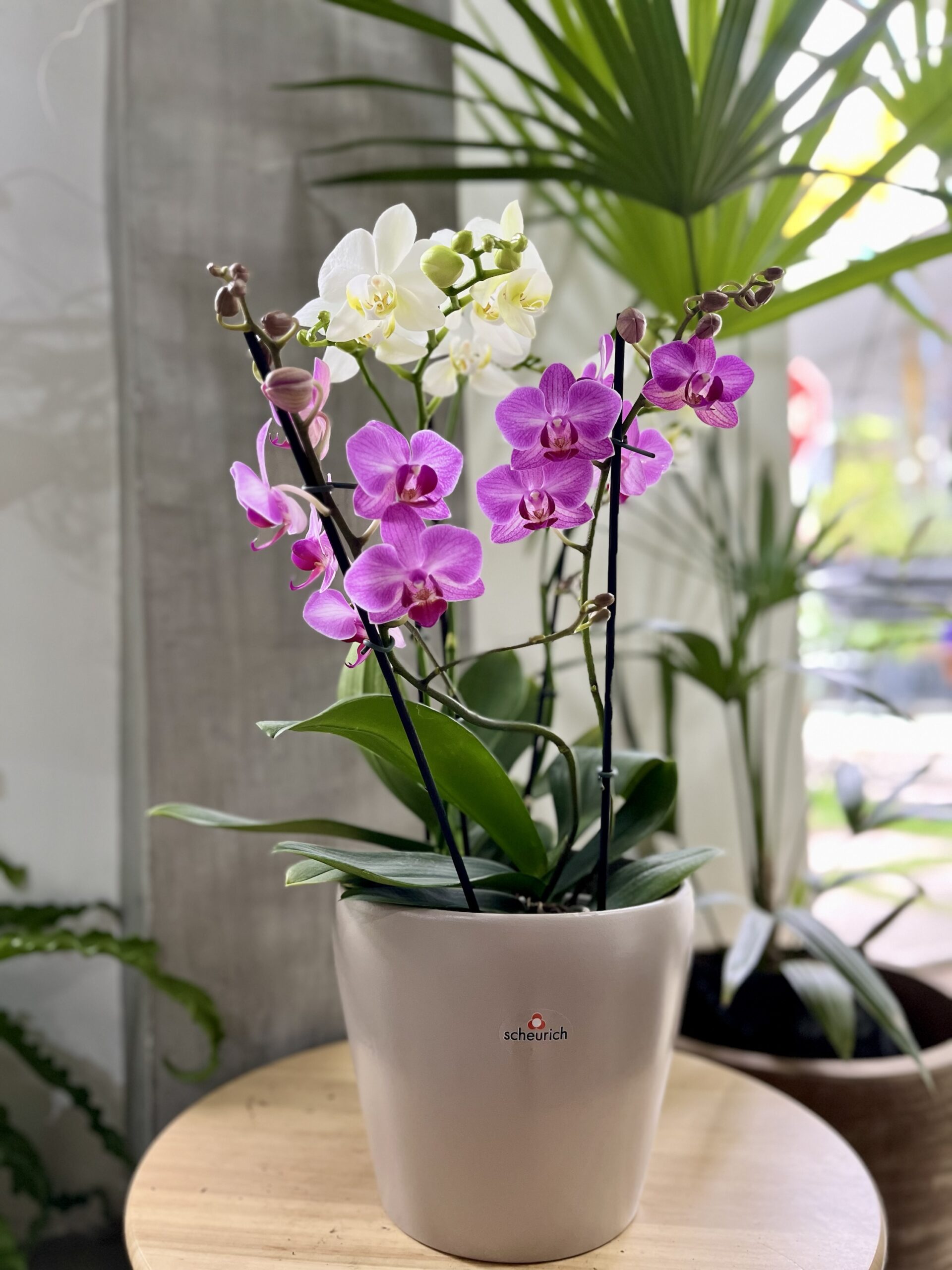 Multiflora - Mujer enigmática - Image 2