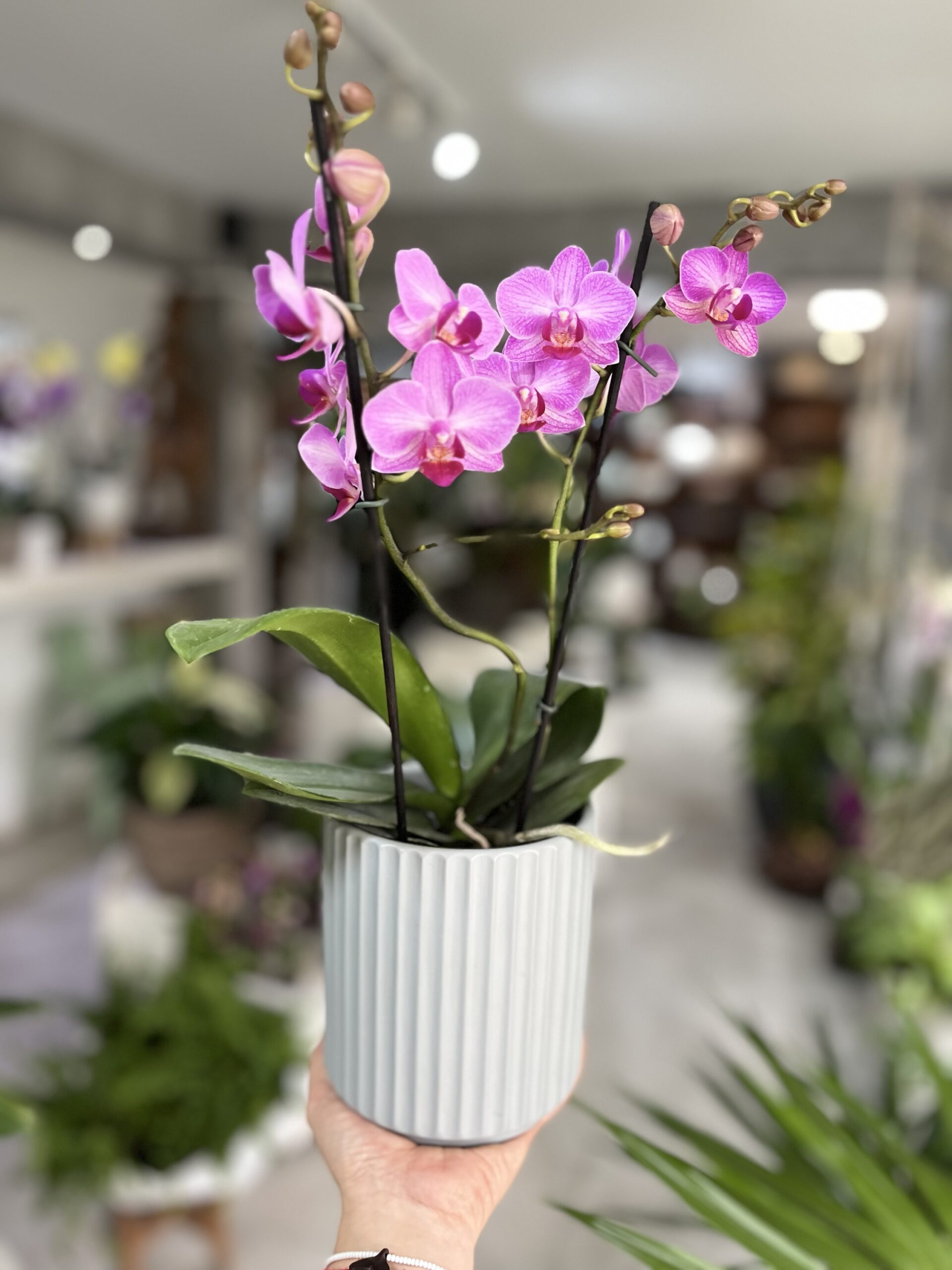 Multiflora tonos morados